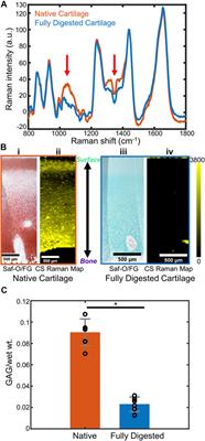 Non-Destructive Spatial Mapping of Glycosaminoglycan Loss in Native and Degraded Articular Cartilage Using Confocal Raman Microspectroscopy